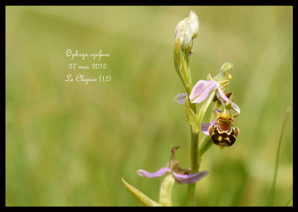 Ophrys-apifera