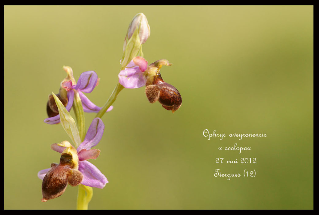 Ophrys-aveyronensis-x-scolopax