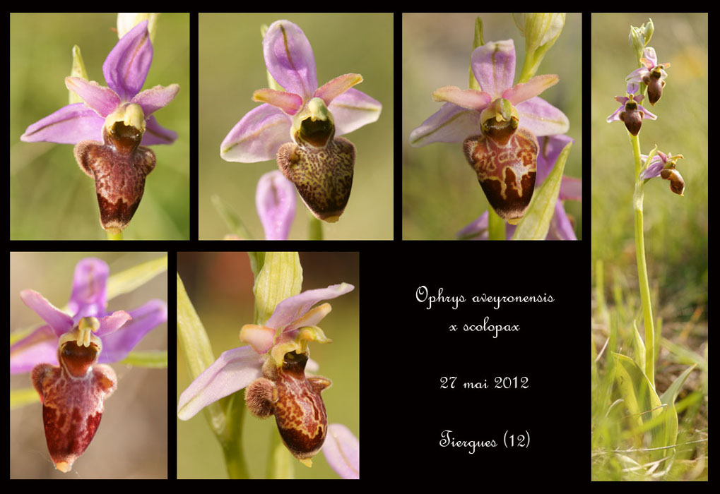 Ophrys-aveyronensis-x-scolopax2