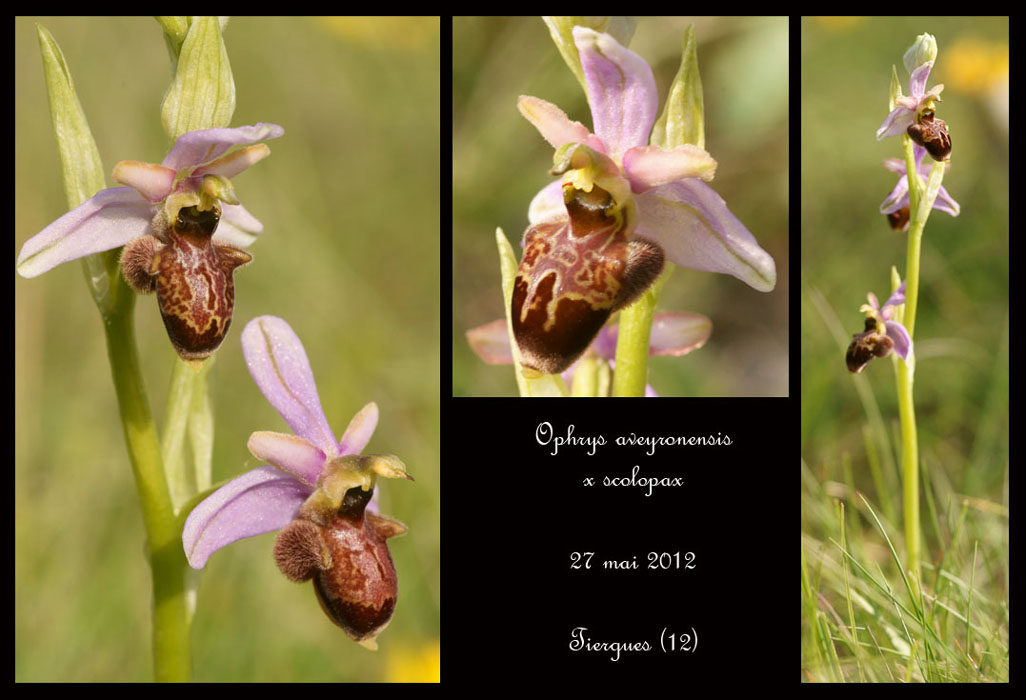 Ophrys-aveyronensis-x-scolopax3