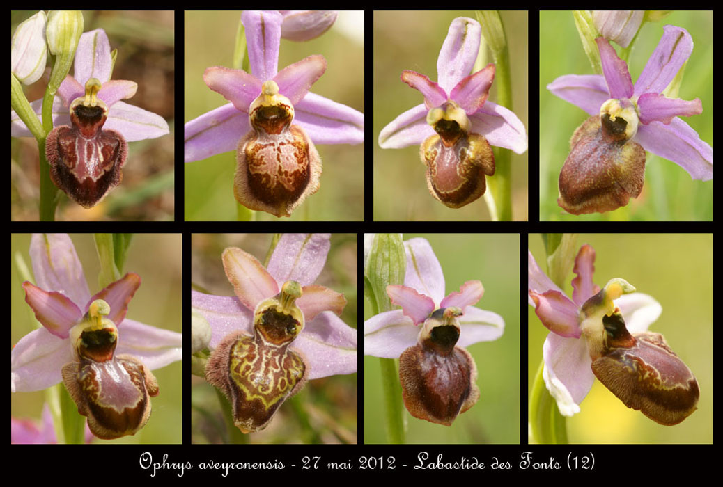 Ophrys-aveyronensis