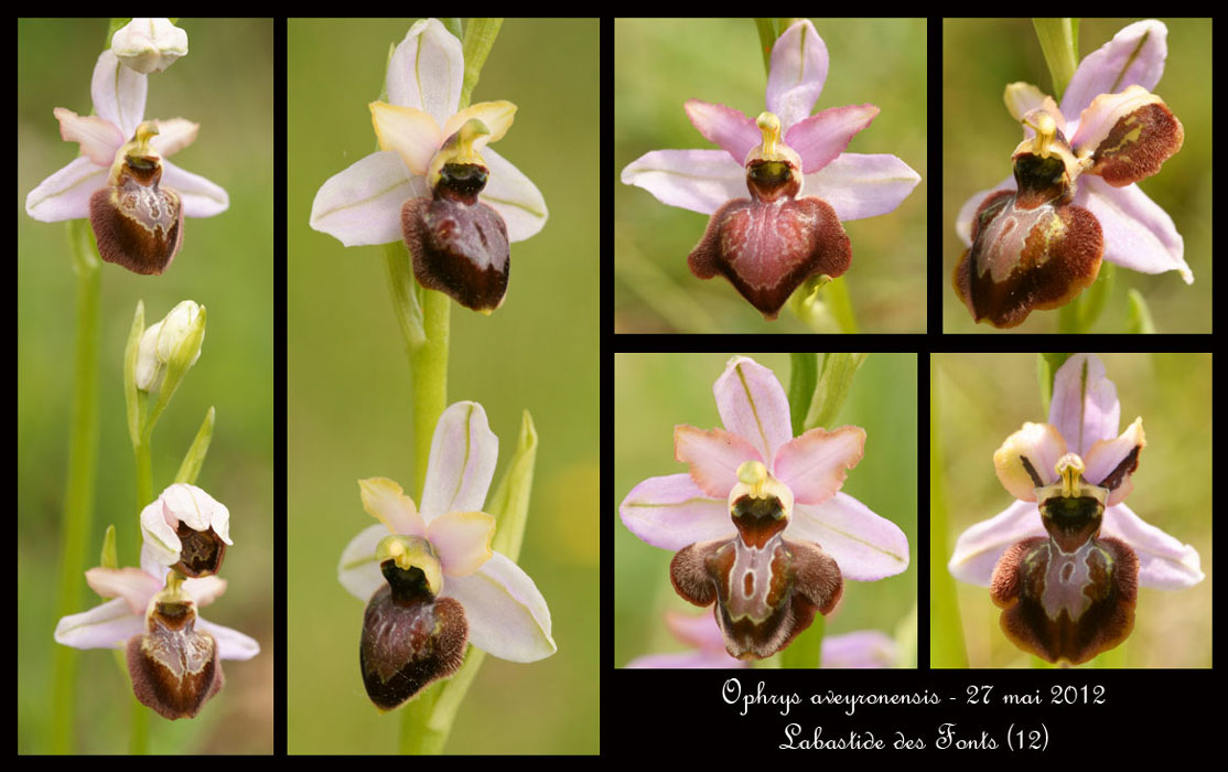 Ophrys-aveyronensis2