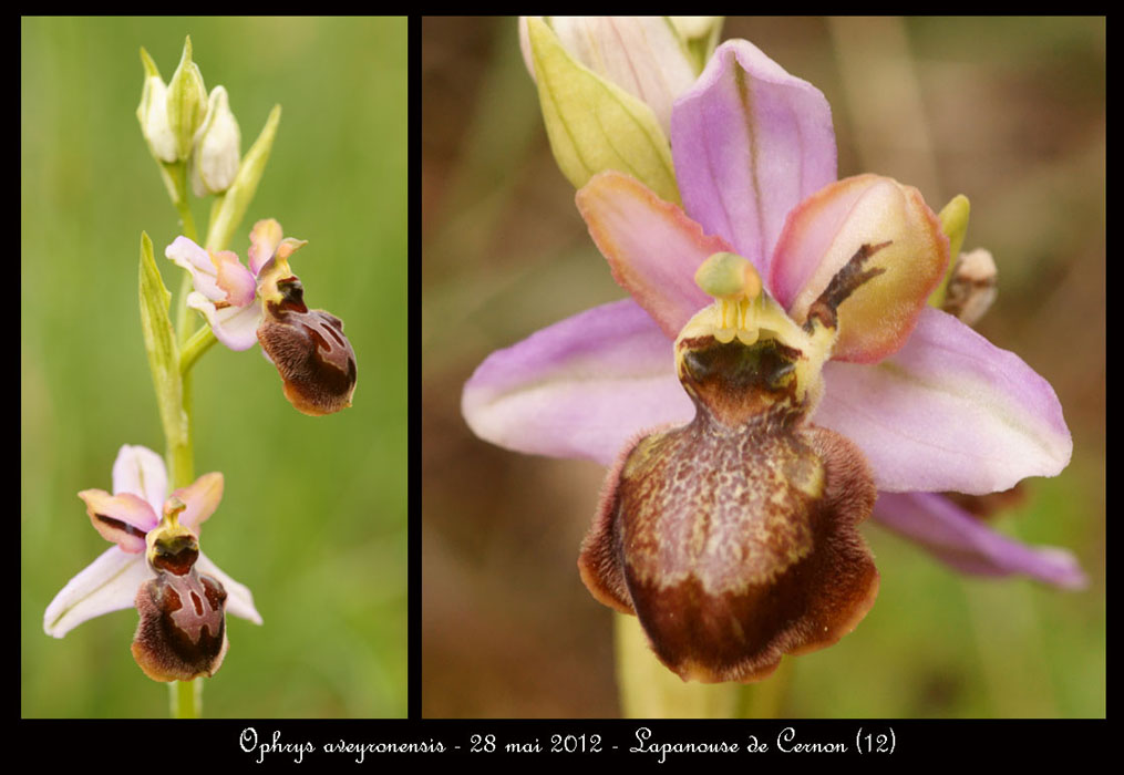 Ophrys-aveyronensis4