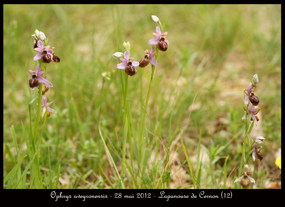 Ophrys-aveyronensis5