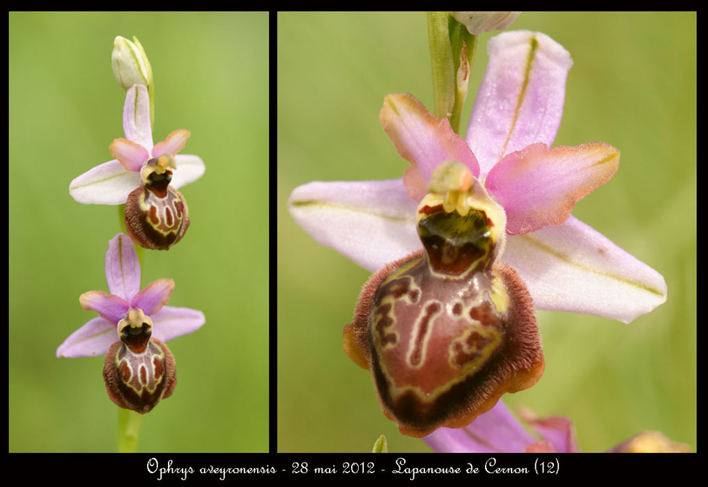 Ophrys-aveyronensis6