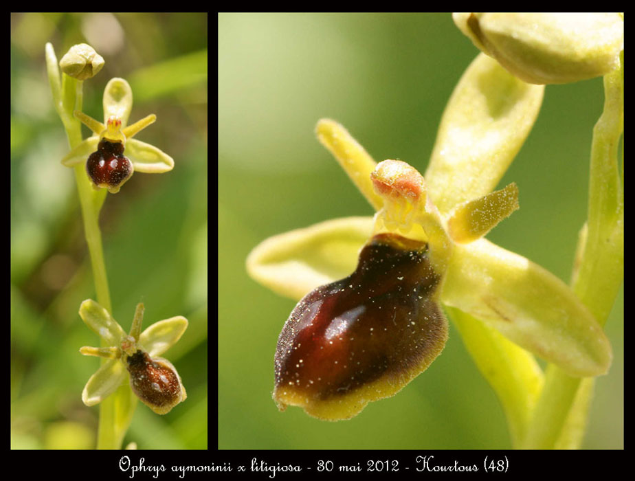 Ophrys-aymoninii-x-litigiosa