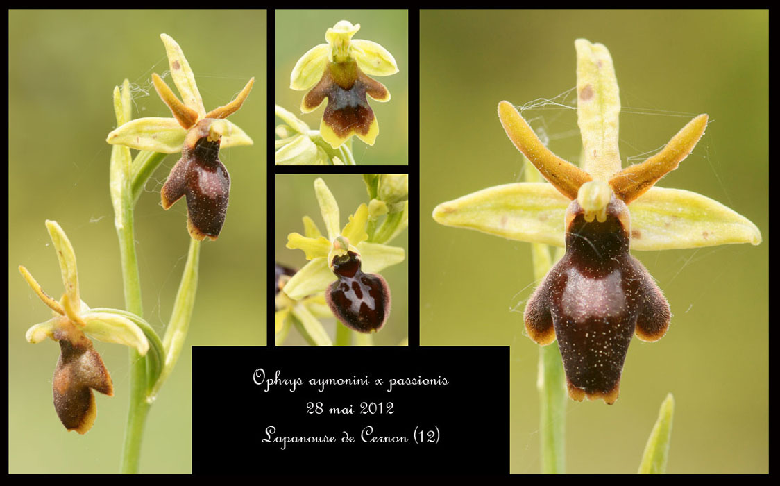 Ophrys-aymoninii-x-passionis