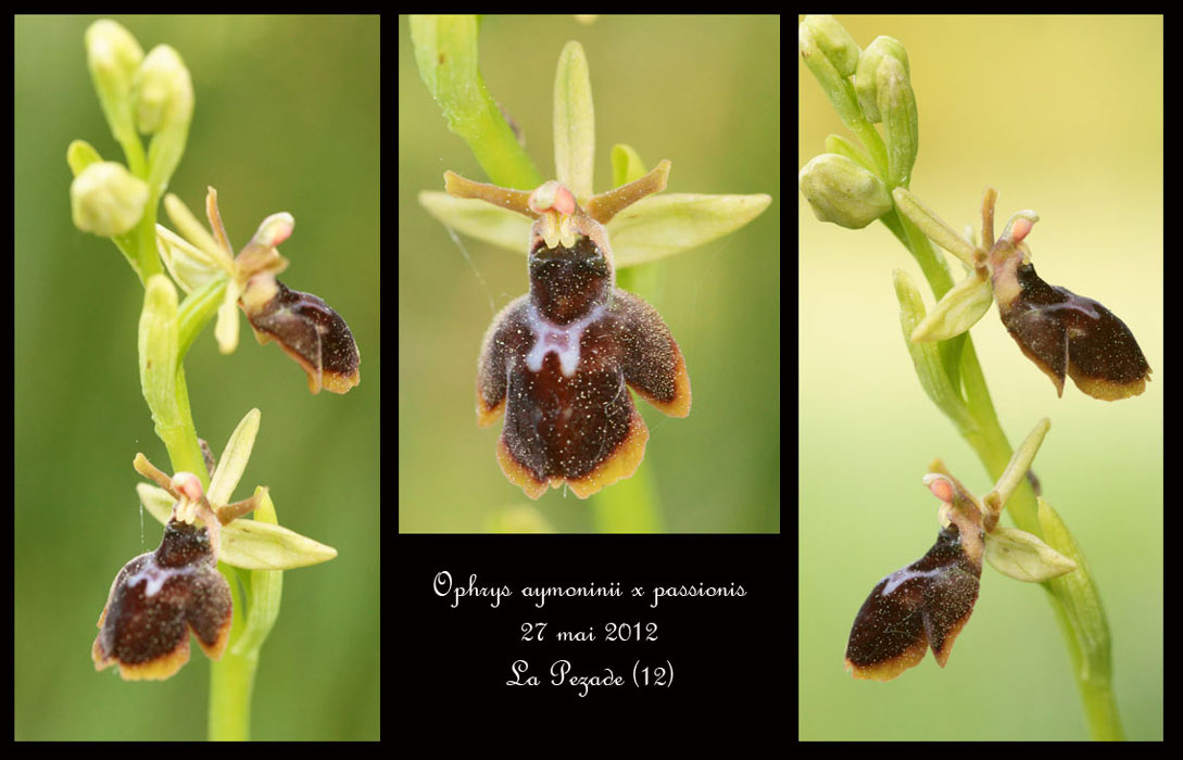 Ophrys-aymoninii-x-passionis2