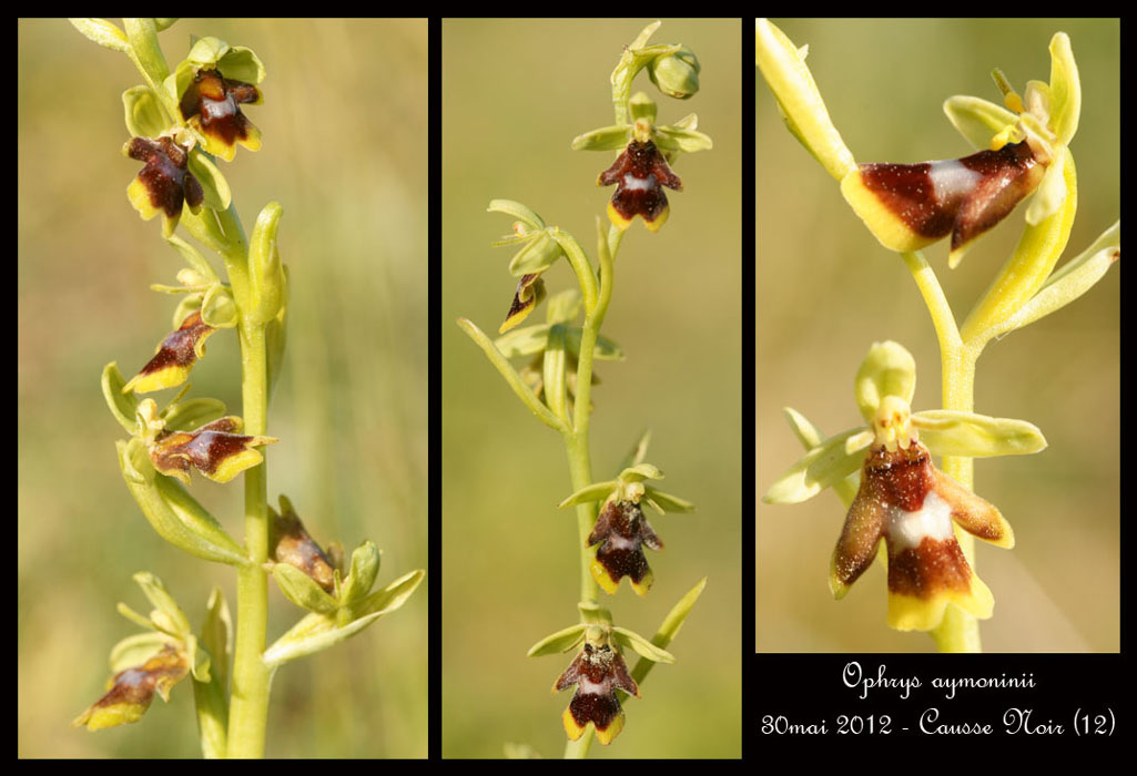 Ophrys-aymoninii2