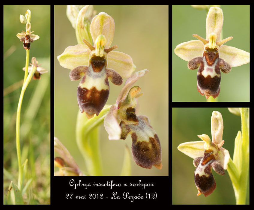 Ophrys-insectifera-x-scolopax