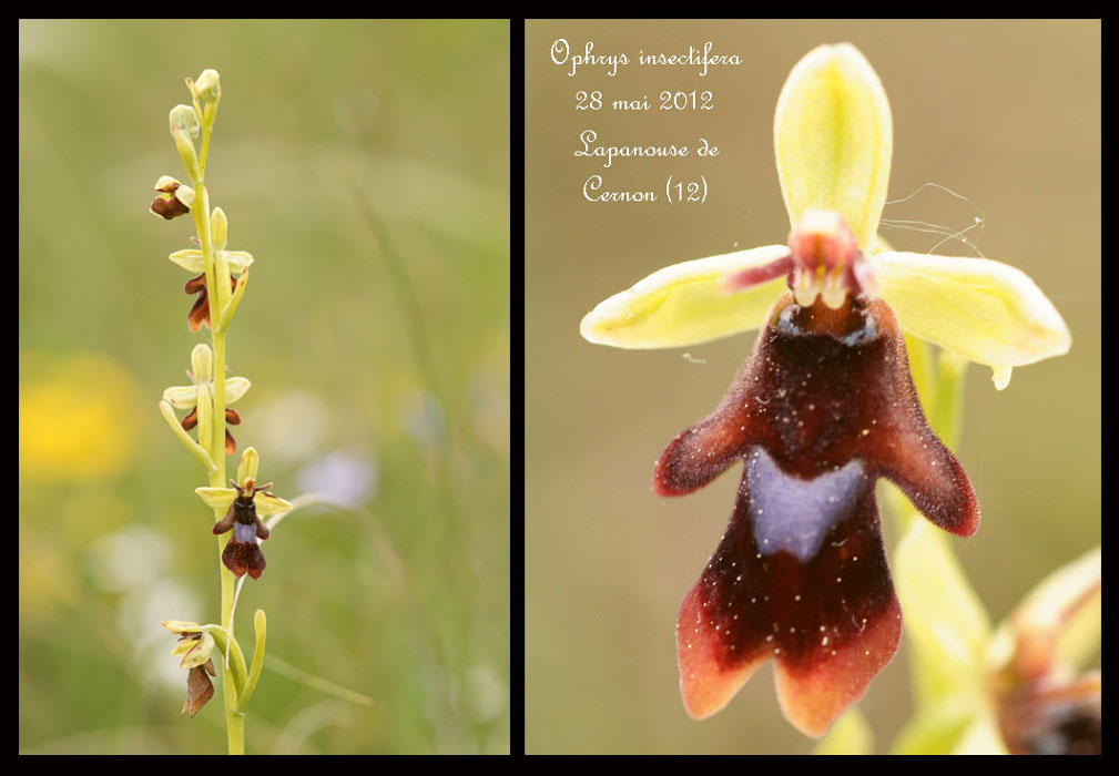 Ophrys-insectifera