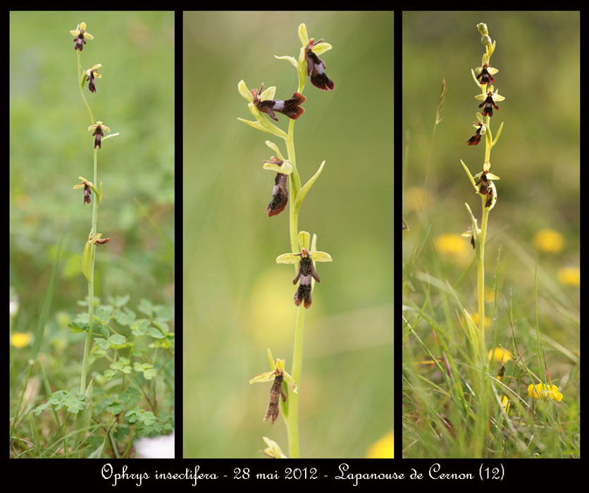 Ophrys-insectifera2