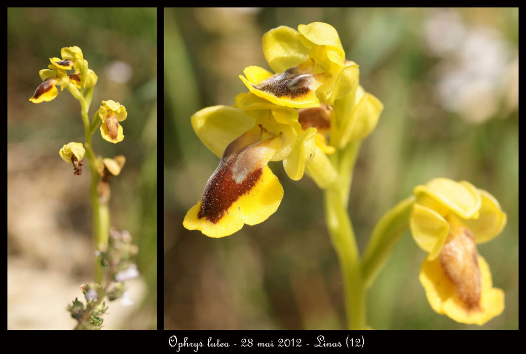 Ophrys-lutea