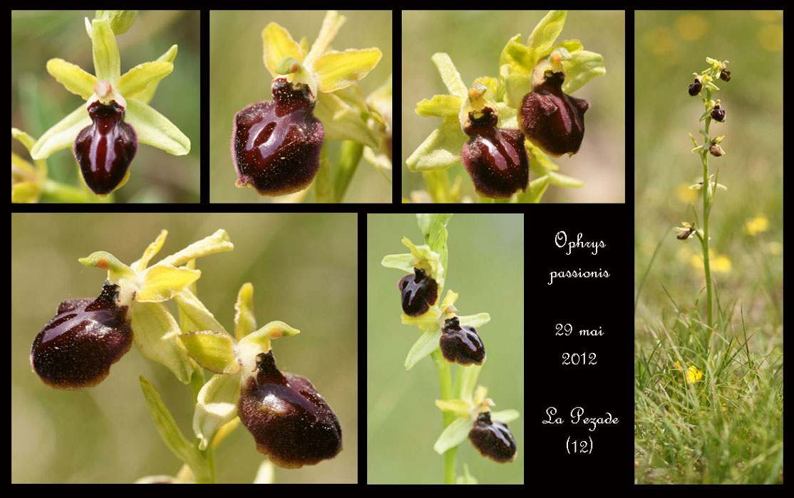 Ophrys-passionis2