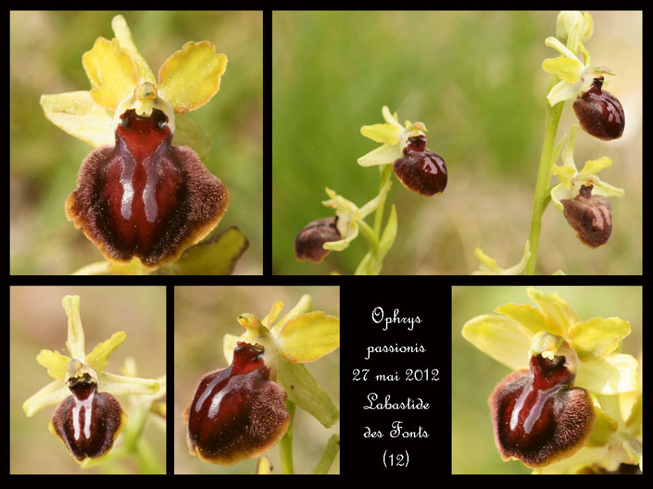 Ophrys-passionis3