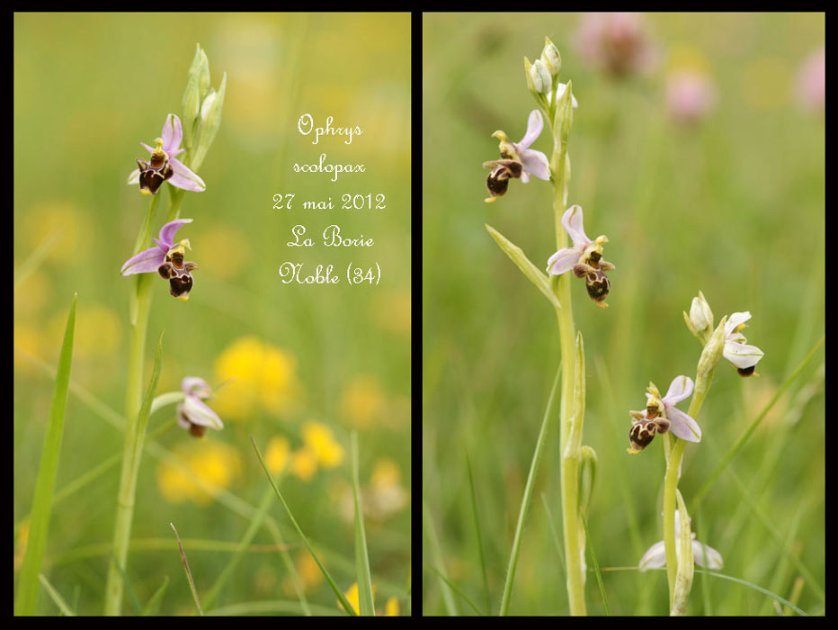 Ophrys-scolopax