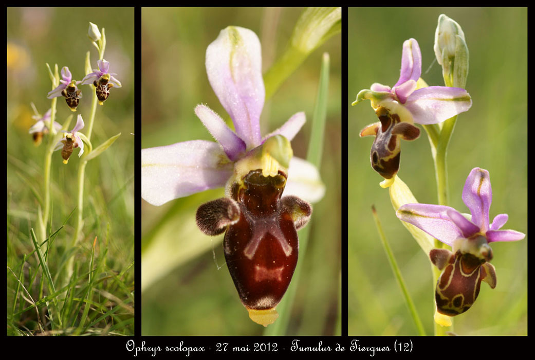 Ophrys-scolopax2