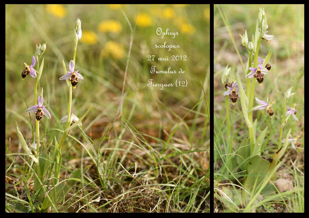 Ophrys-scolopax3
