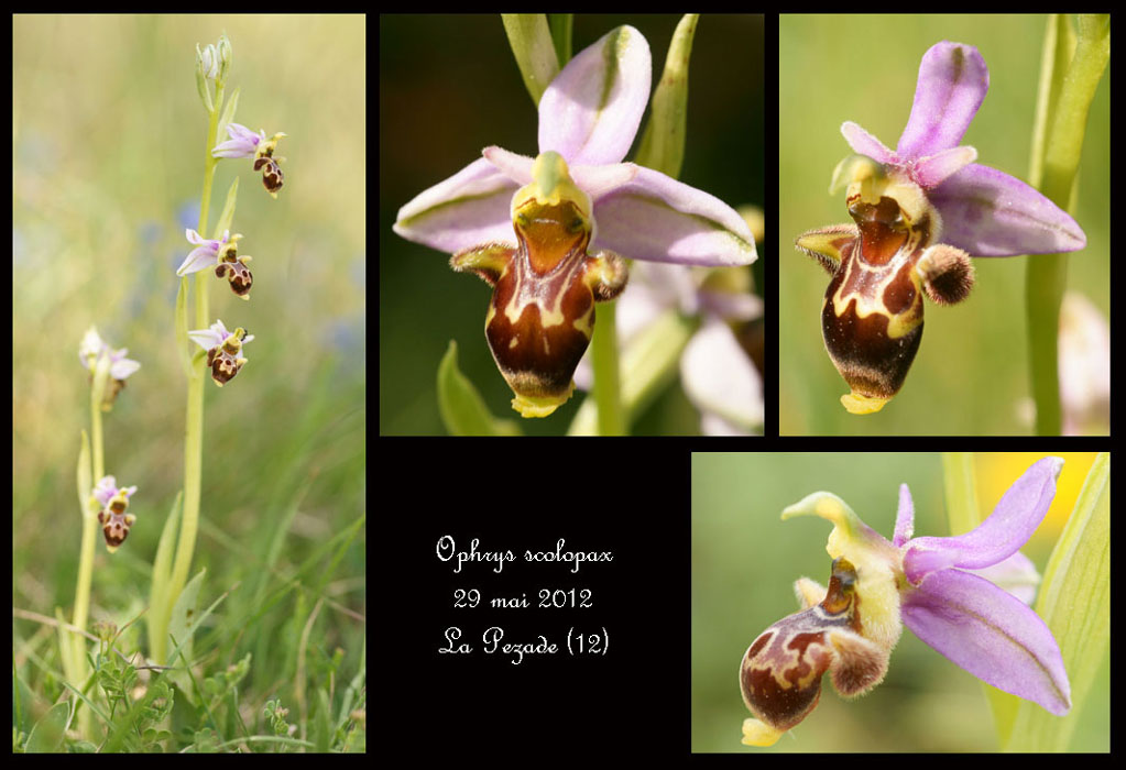 Ophrys-scolopax7