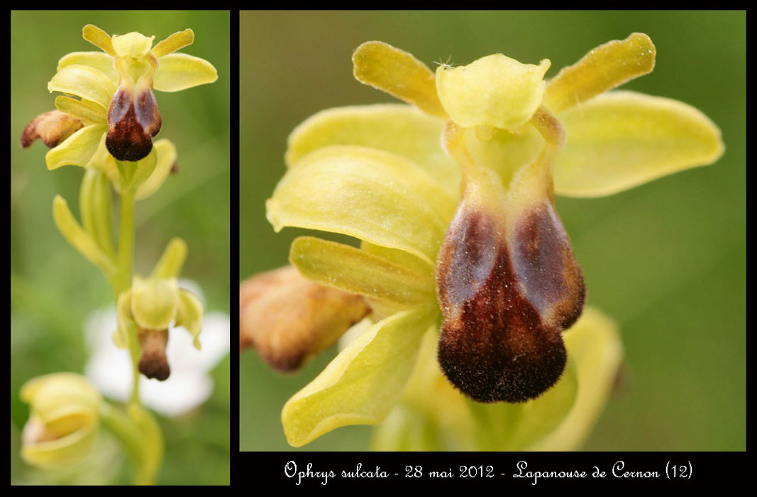 Ophrys-sulcata