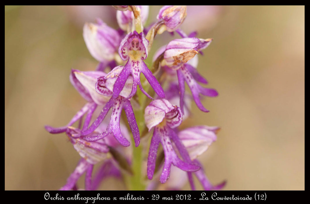 Orchis-anthropophora-x-militaris
