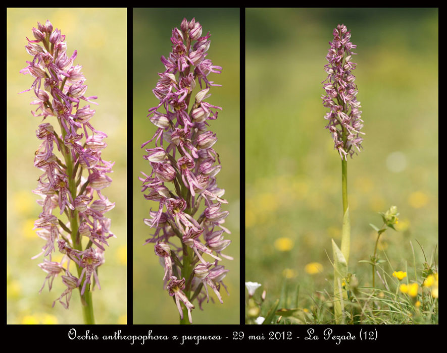 Orchis-anthropophora-x-purpurea
