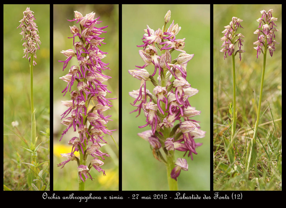 Orchis-anthropophora-x-simia