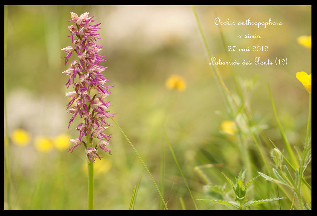 Orchis-anthropophora-x-simia2