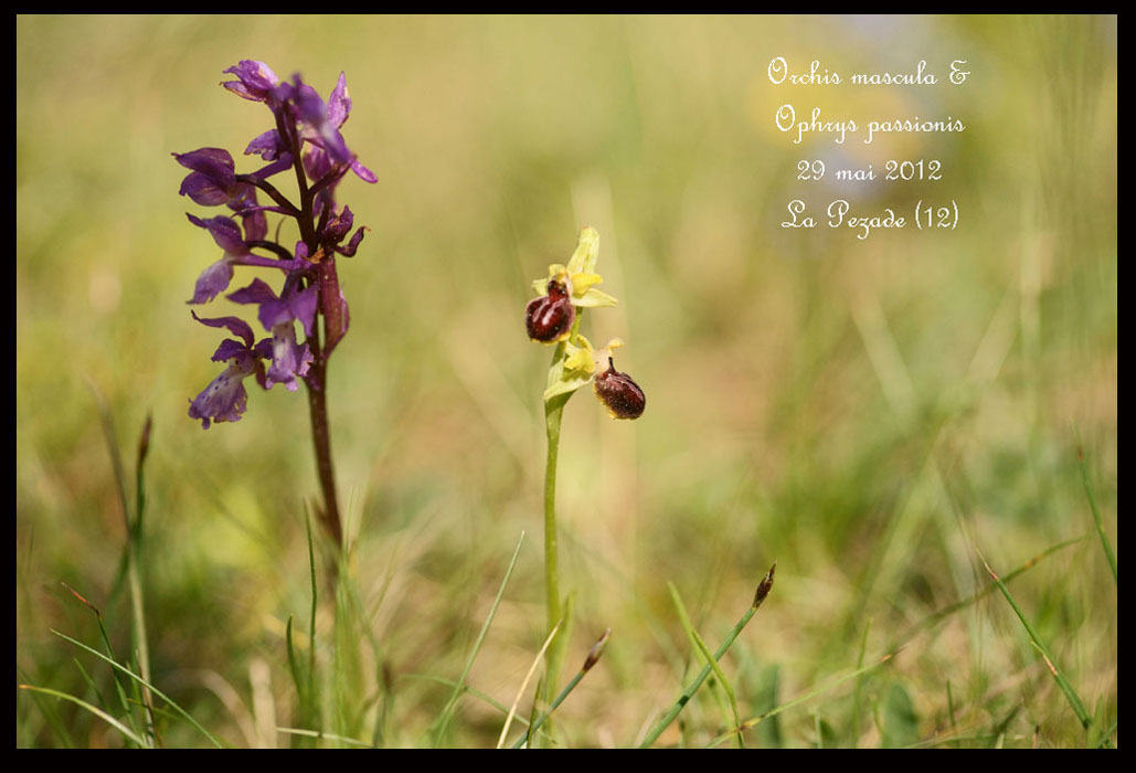 Orchis-mascula-&-Ophrys-passionis