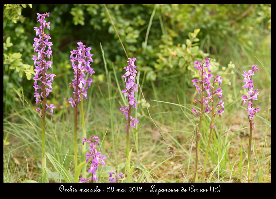 Orchis-mascula