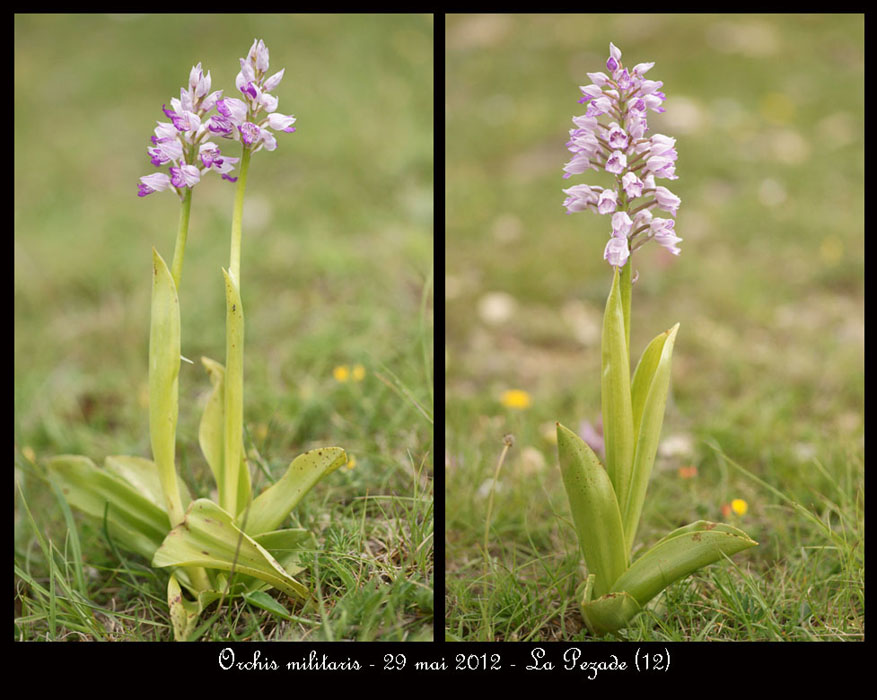Orchis-militaris