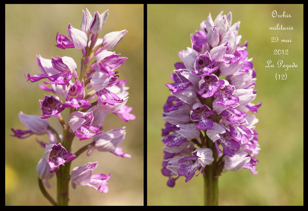 Orchis-militaris3