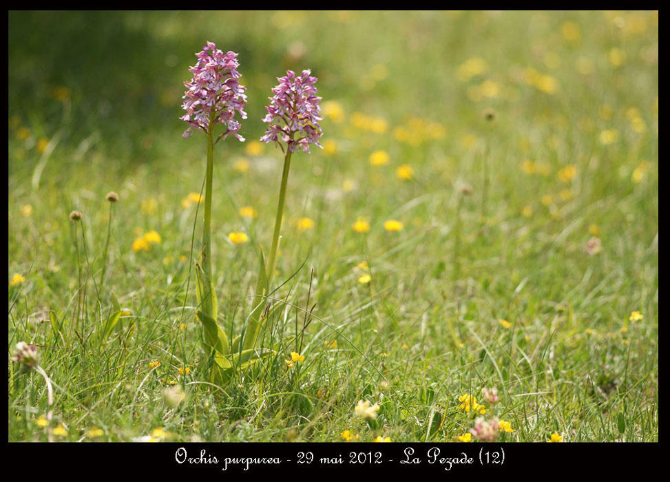 Orchis-purpurea