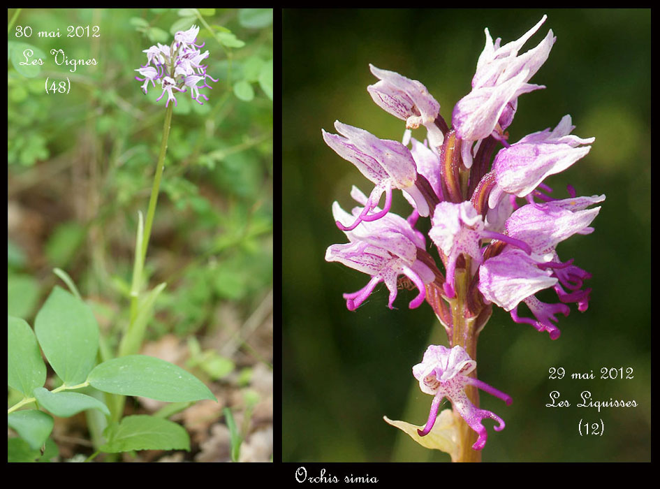 Orchis-simia