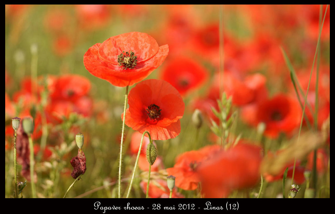 Papaver-rhoeas