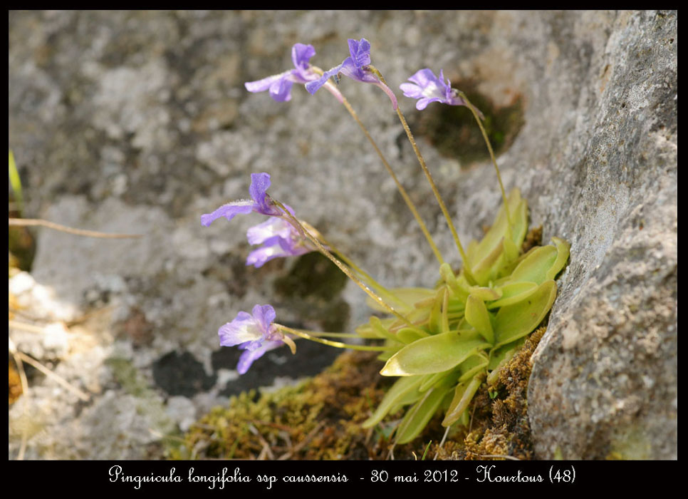 Pinguicula-longifolia-ssp-caussensis
