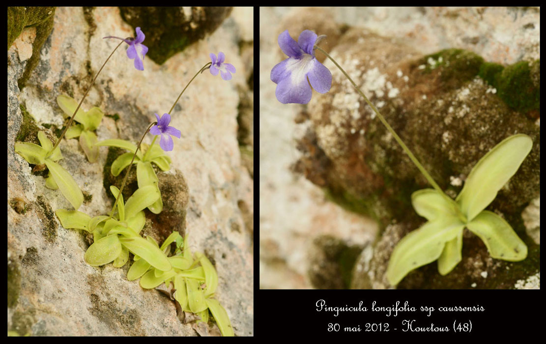Pinguicula-longifolia-ssp-caussensis2