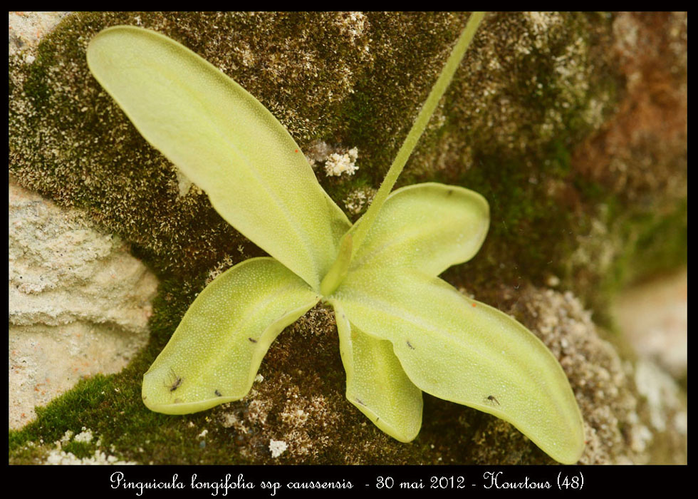Pinguicula-longifolia-ssp-caussensis6