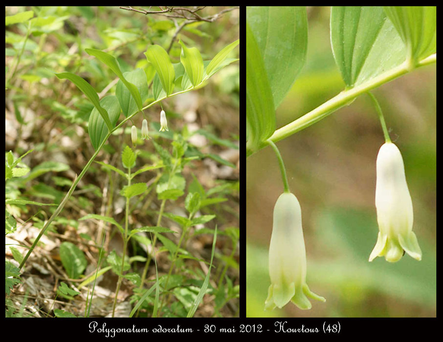 Polygonatum-odoratum
