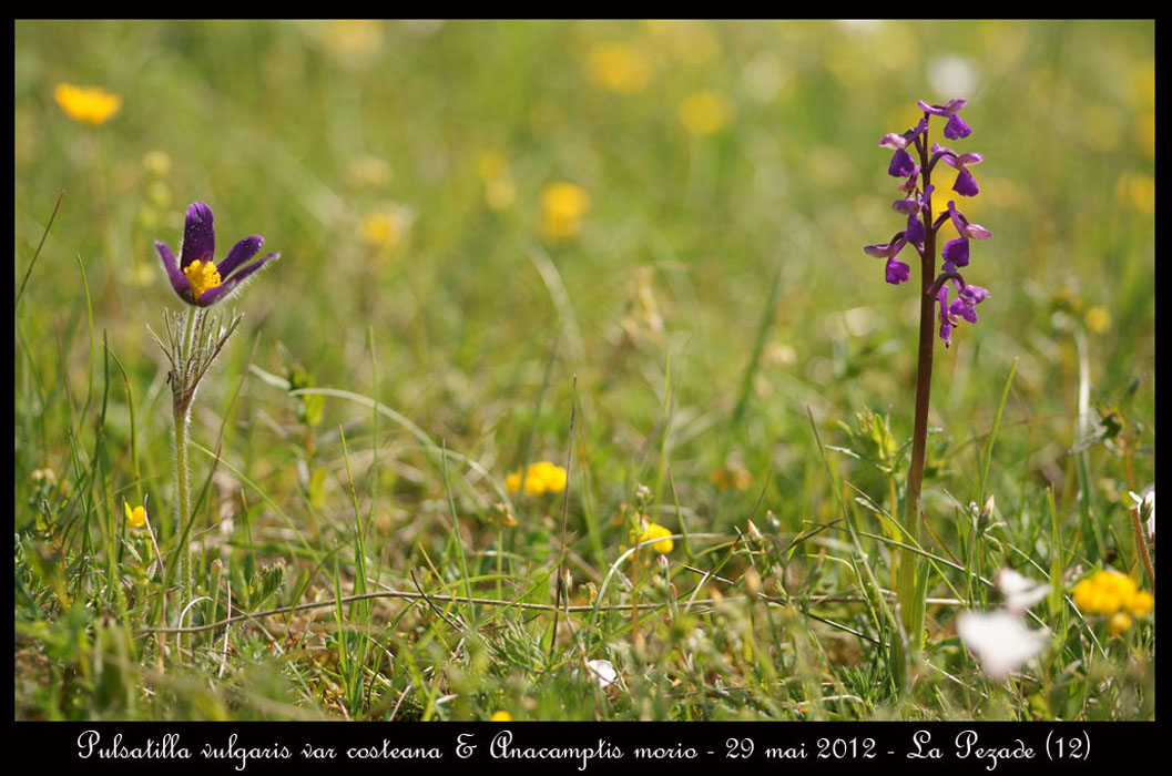 Pulsatilla-vulgaris-var-costeana-&-Anacamptis-morio