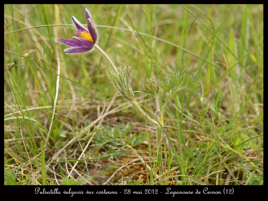 Pulsatilla-vulgaris-var-costeana10