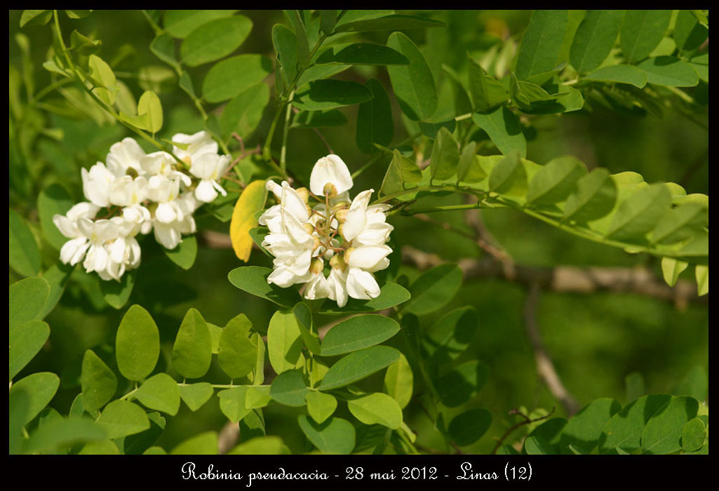 Robinia-pseudacacia