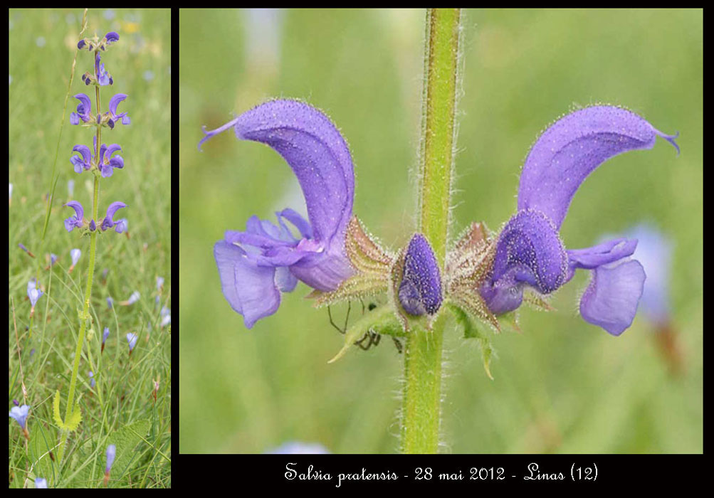 Salvia-pratensis