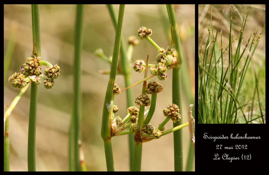 Scirpoides-holoschoenus