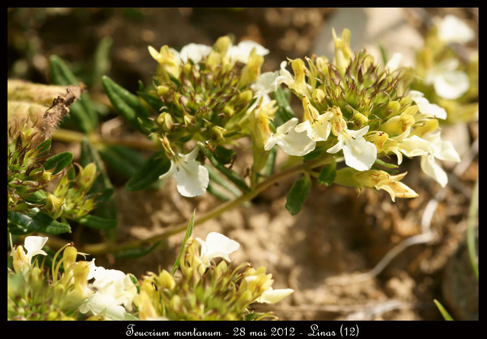 Teucrium-montanum