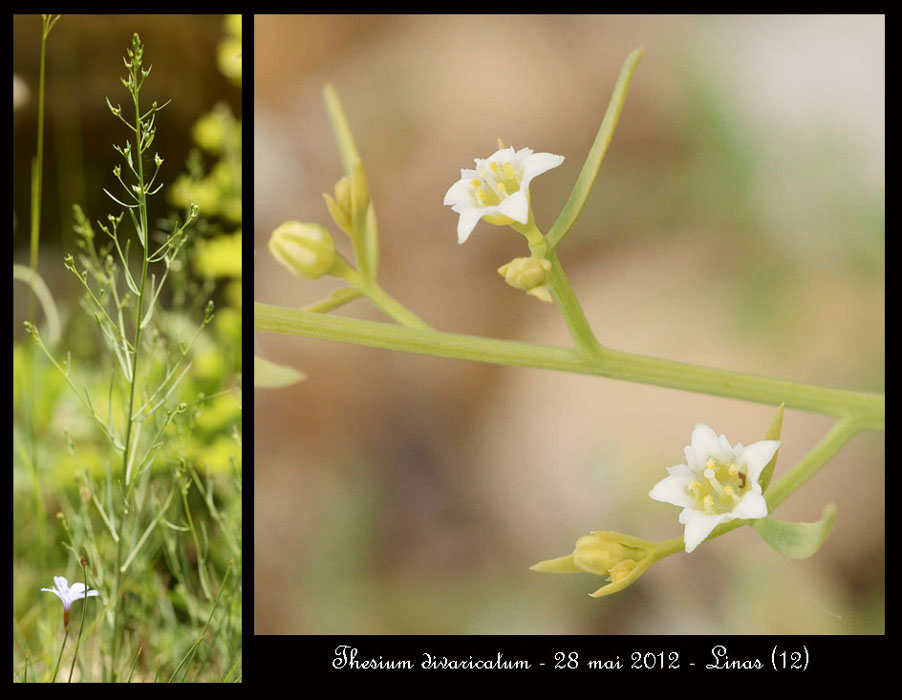 Thesium-divaricatum