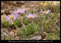 Aster-alpinus-ssp-cebennensis2