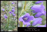 Campanula-speciosa