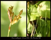 Carex-ornithopoda
