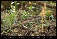 Cephalanthera-longifolia-&-Neottia-nidus-avis
